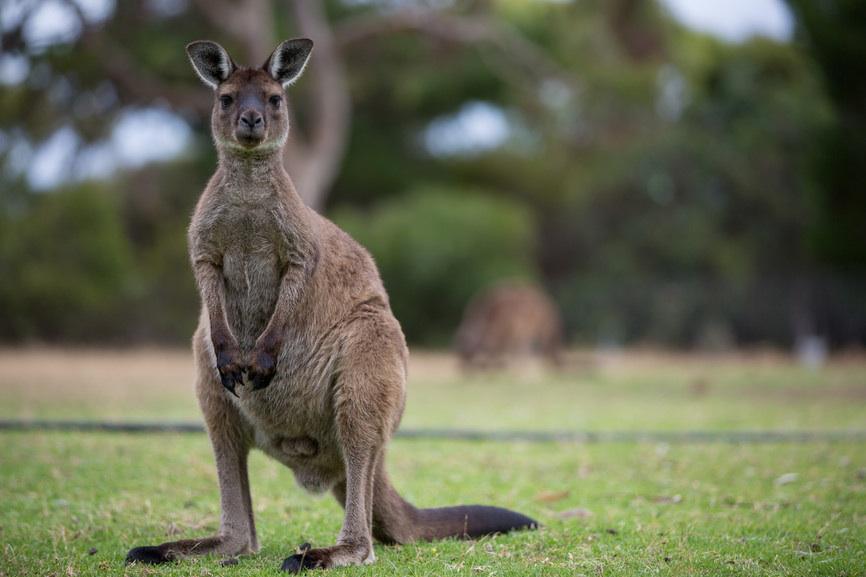 Australia On Twitter Ridiculously Buff Kangaroo Stalks Australian Suburb Http T Co Wonmuh0fzg Australia Travel Kangaroo Http T Co Bqgmw3hxyj