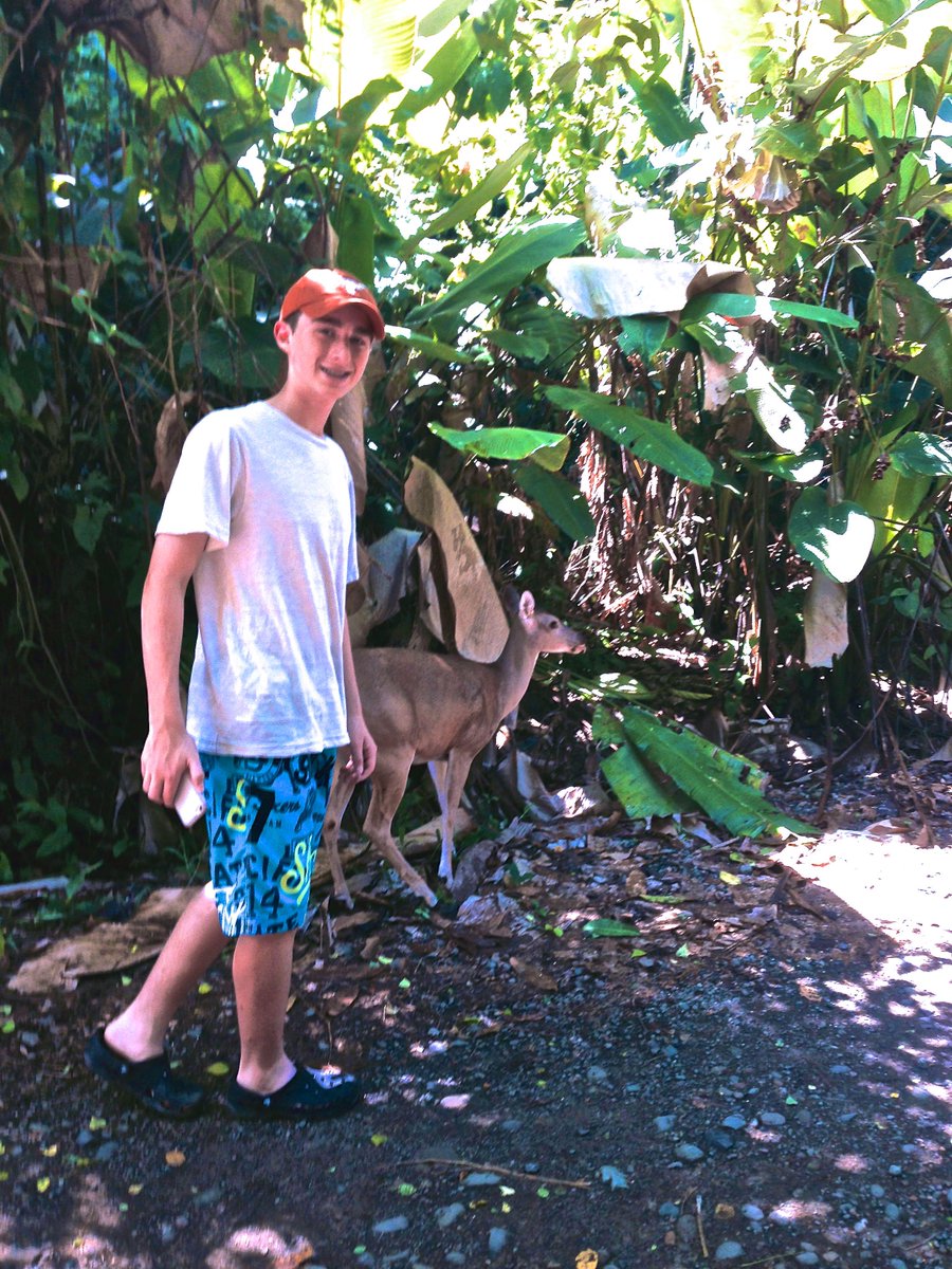 First time I've ever seen a deer in Costa Rica!