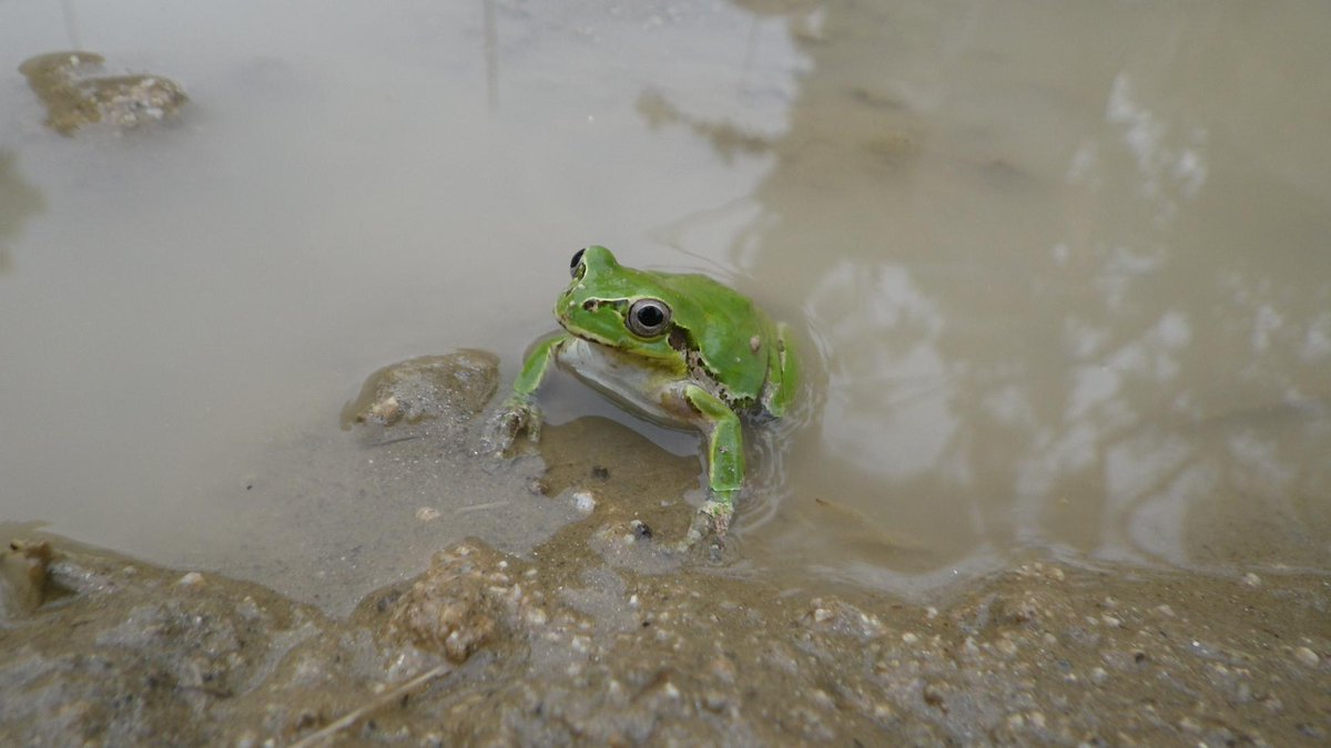 鹿児島市平川動物公園 در توییتر 雨の時期がやってきますね 園内各所でカエルを見つけることができます 写真のアマガエルはゾウ展示場にいました この水たまりの正体は ゾウの足跡なのです 井の中の蛙 ではなく ゾウの足跡の蛙 でしょうか Http T Co 鹿児島市平川動物公園 در توییتر 雨の時期がやってきますね 園内各所でカエルを見つけることができます 写真のアマガエルはゾウ展示場にいました この水たまりの正体は ゾウの足跡なのです 井の中の蛙 ではなく ゾウの足跡の蛙 でしょうか Http T Co