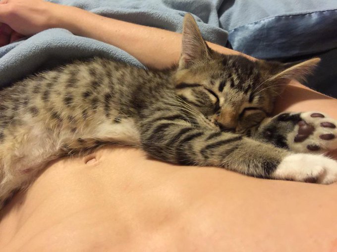 Someone's all tuckered out http://t.co/0t4SLcgS7w