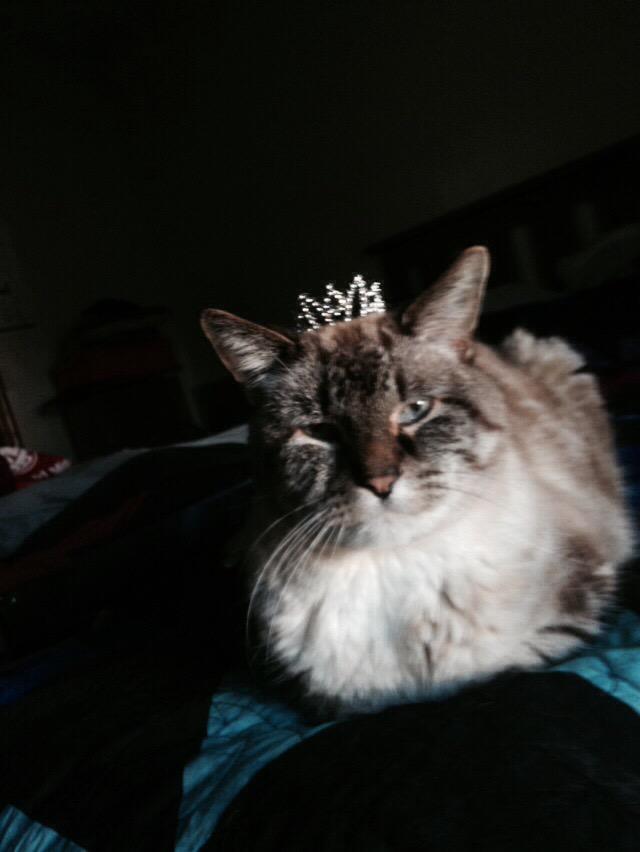 linkeydacat's tweet photo. 👑 #fabulous #nofilter #king http://t.co/vnFayR8JN1