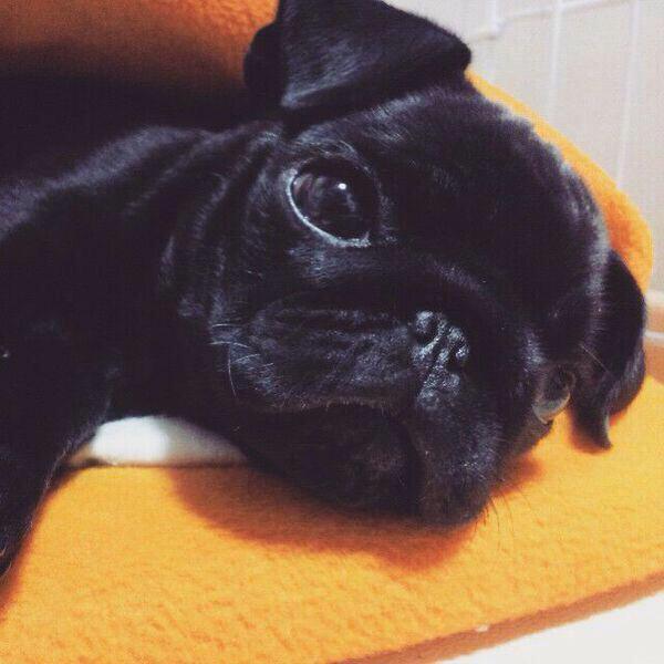 "Mummy where you go?😔 me want you attwntion!" @cheerleaderlouu