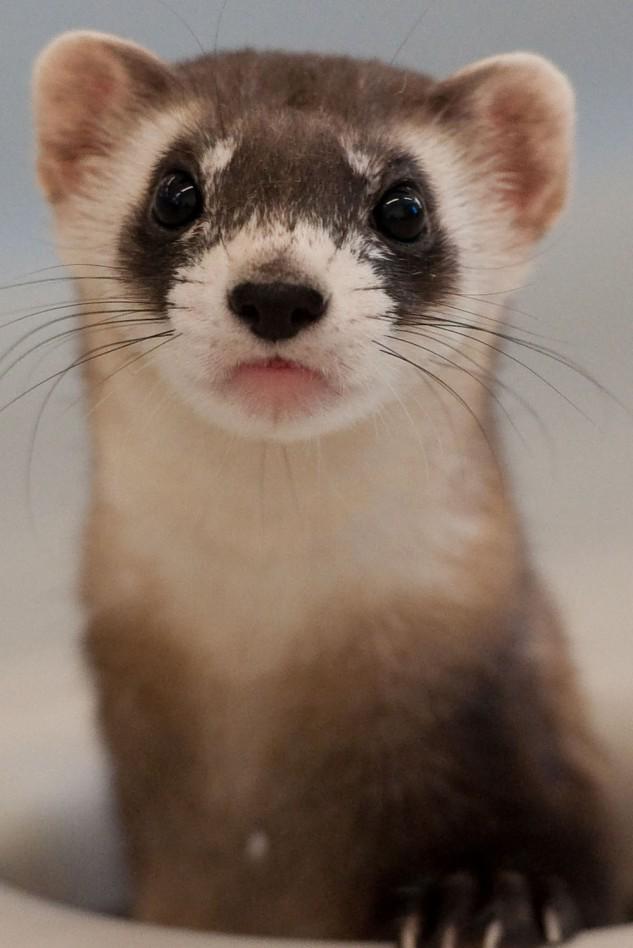 _treehuggerz's tweet image. #savethatanimal! Stop the black-footed ferret from being hunted to extinction in the Treehuggerz app today!