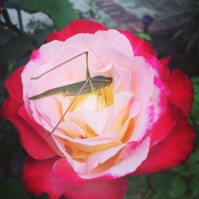My backyard nature http://t.co/kFMDh1SZ6Y<a href="/tag/rainbow"class="tags"><span>#rainbow</span></a>