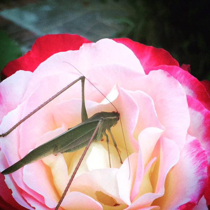 My backyard nature http://t.co/kFMDh1SZ6Y<a href="/tag/sundayfunday"class="tags"><span>#sundayfunday</span></a>