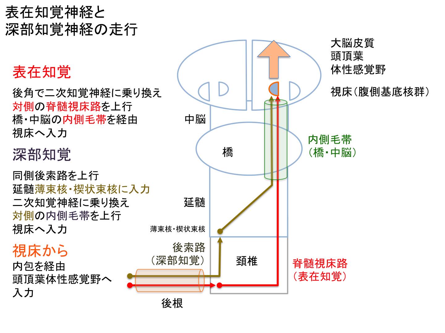 ট ইট র Oj 知覚の走行 表在知覚 温度覚 痛覚 触覚 と深部感覚 圧覚 振動覚 位置覚 は 脊髄内では走行部位が全く違う そのため 脊髄の局所病変では感覚解離 表在知覚または深部知覚のみが障害される と呼ばれる特徴的な感覚障害を生じる場合が