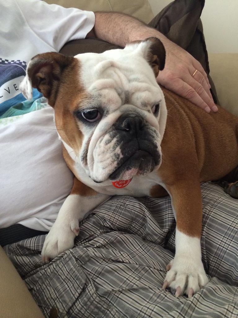 Dubai_Coco's tweet photo. Me and my Daddy. I've got my listening ears on this morning #SaturdayFaces #EnglishBulldog http://t.co/OKHbw9Fpta