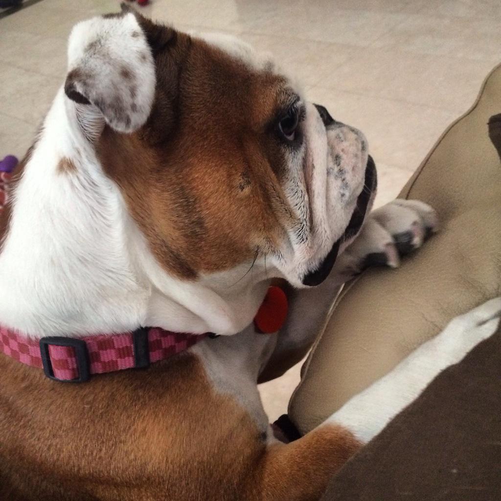 Dubai_Coco's tweet photo. Me and my Daddy. I've got my listening ears on this morning #SaturdayFaces #EnglishBulldog http://t.co/OKHbw9Fpta