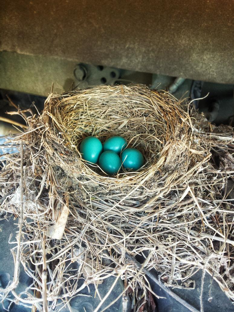 fredunderhill's tweet image. Robins eggs!!!! #artsy #customfilter