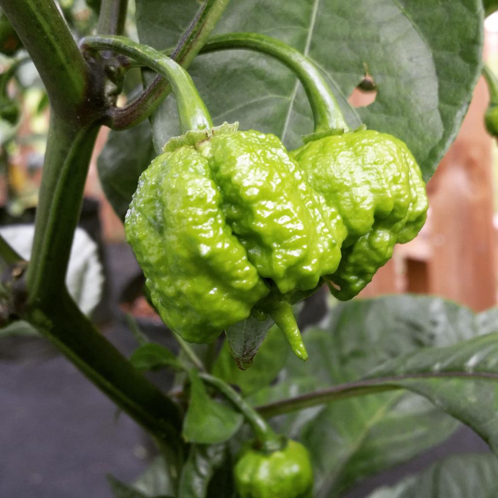 ThePepperGeek's tweet photo. Well hello there hotness. #superhot #peppergeek http://t.co/5VWg3kvfif