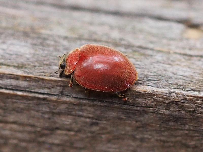 日本野虫の会 重版御礼 手すりの虫観察ガイド A Twitter アカイロテントウ3態 よく訓話 として みにくい毛虫が蛹の期間 を経て 美しく羽ばたく蝶になる という例えを耳にするが 愛され虫のテントウムシの幼虫と蛹もかなりキモいと思う Http T Co Lrhorw6mkc 日本野虫の会 重版御礼 手すりの虫観察ガイド A Twitter アカイロテントウ3態 よく訓話 として みにくい毛虫が蛹の期間 を経て 美しく羽ばたく蝶になる という例えを耳にするが 愛され虫のテントウムシの幼虫と蛹もかなりキモいと思う Http T Co Lrhorw6mkc