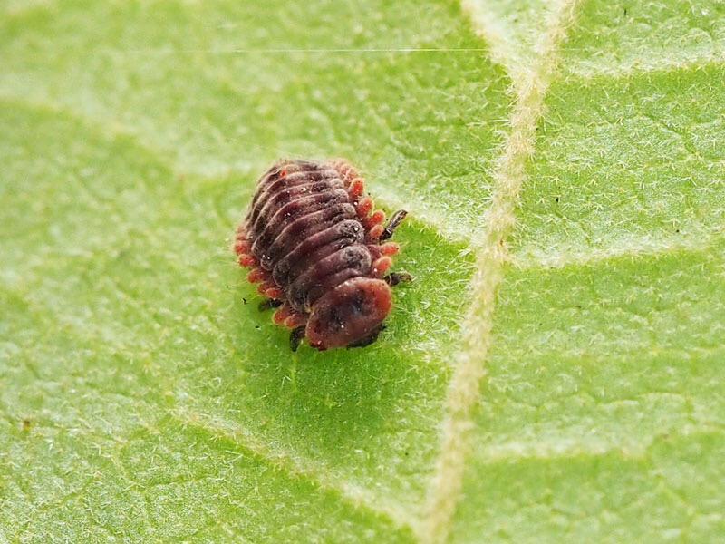 日本野虫の会 重版御礼 手すりの虫観察ガイド A Twitter アカイロテントウ3態 よく訓話 として みにくい毛虫が蛹の期間 を経て 美しく羽ばたく蝶になる という例えを耳にするが 愛され虫のテントウムシの幼虫と蛹もかなりキモいと思う Http T Co Lrhorw6mkc 日本野虫の会 重版御礼 手すりの虫観察ガイド A Twitter アカイロテントウ3態 よく訓話 として みにくい毛虫が蛹の期間 を経て 美しく羽ばたく蝶になる という例えを耳にするが 愛され虫のテントウムシの幼虫と蛹もかなりキモいと思う Http T Co Lrhorw6mkc