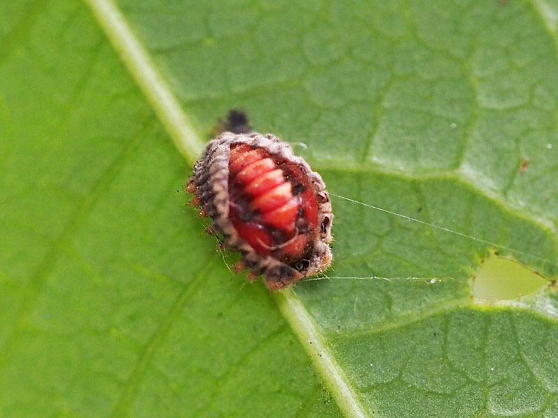 日本野虫の会 重版御礼 手すりの虫観察ガイド A Twitter アカイロテントウ3態 よく訓話 として みにくい毛虫が蛹の期間 を経て 美しく羽ばたく蝶になる という例えを耳にするが 愛され虫のテントウムシの幼虫と蛹もかなりキモいと思う Http T Co Lrhorw6mkc 日本野虫の会 重版御礼 手すりの虫観察ガイド A Twitter アカイロテントウ3態 よく訓話 として みにくい毛虫が蛹の期間 を経て 美しく羽ばたく蝶になる という例えを耳にするが 愛され虫のテントウムシの幼虫と蛹もかなりキモいと思う Http T Co Lrhorw6mkc