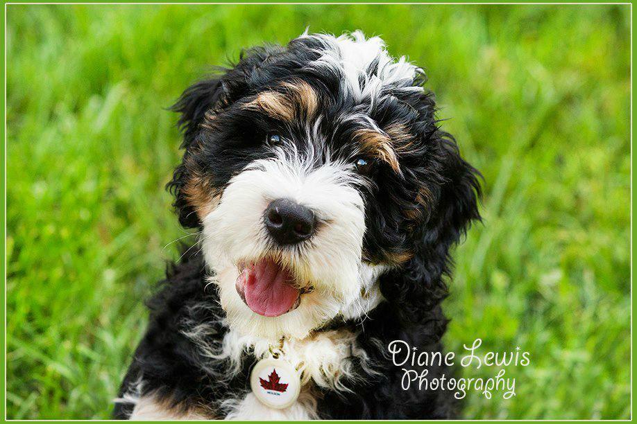 269Lydia's tweet photo. How precious is this sheepadoodle? http://t.co/idlWfG0N5Y