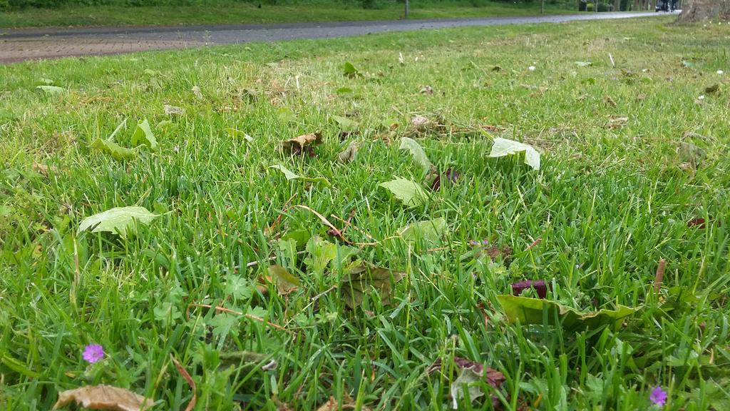 veenhj's tweet photo. Hagel, onweer, harde windvlagen en afgevallen blad, het lijkt meer #herfst dan #lente in Steenwijk @janvissersweer http://t.co/JyoNUtFcQh