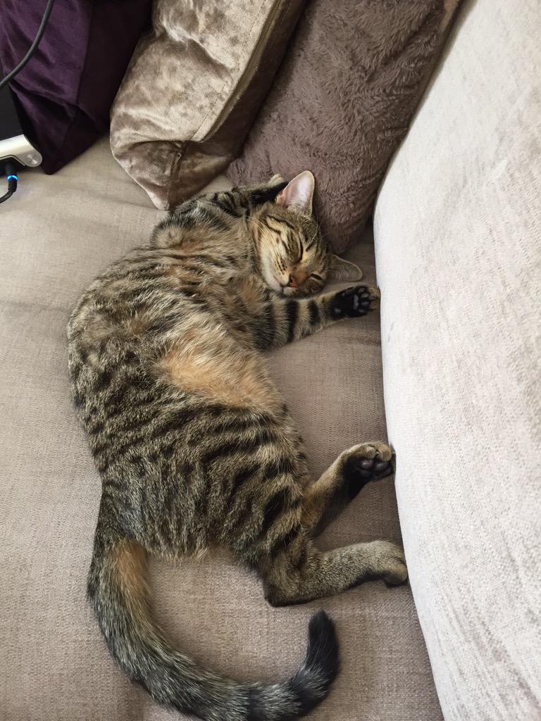 Lily_Rascal's tweet photo. I is sleepy!! #sleepysaturday http://t.co/j0mswA1zHn