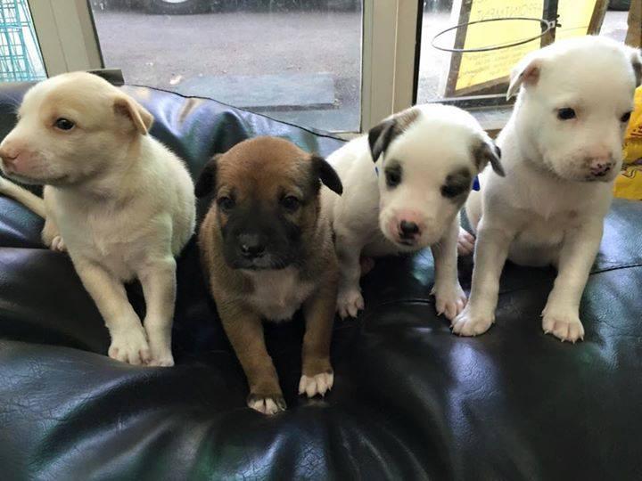 worldforall's tweet photo. Healthy,playful &amp;simply adorable pups up for adoption in #mumbai Call 9167758702 for details! #puppies #adoptdontshop http://t.co/gNNuPd3SfX