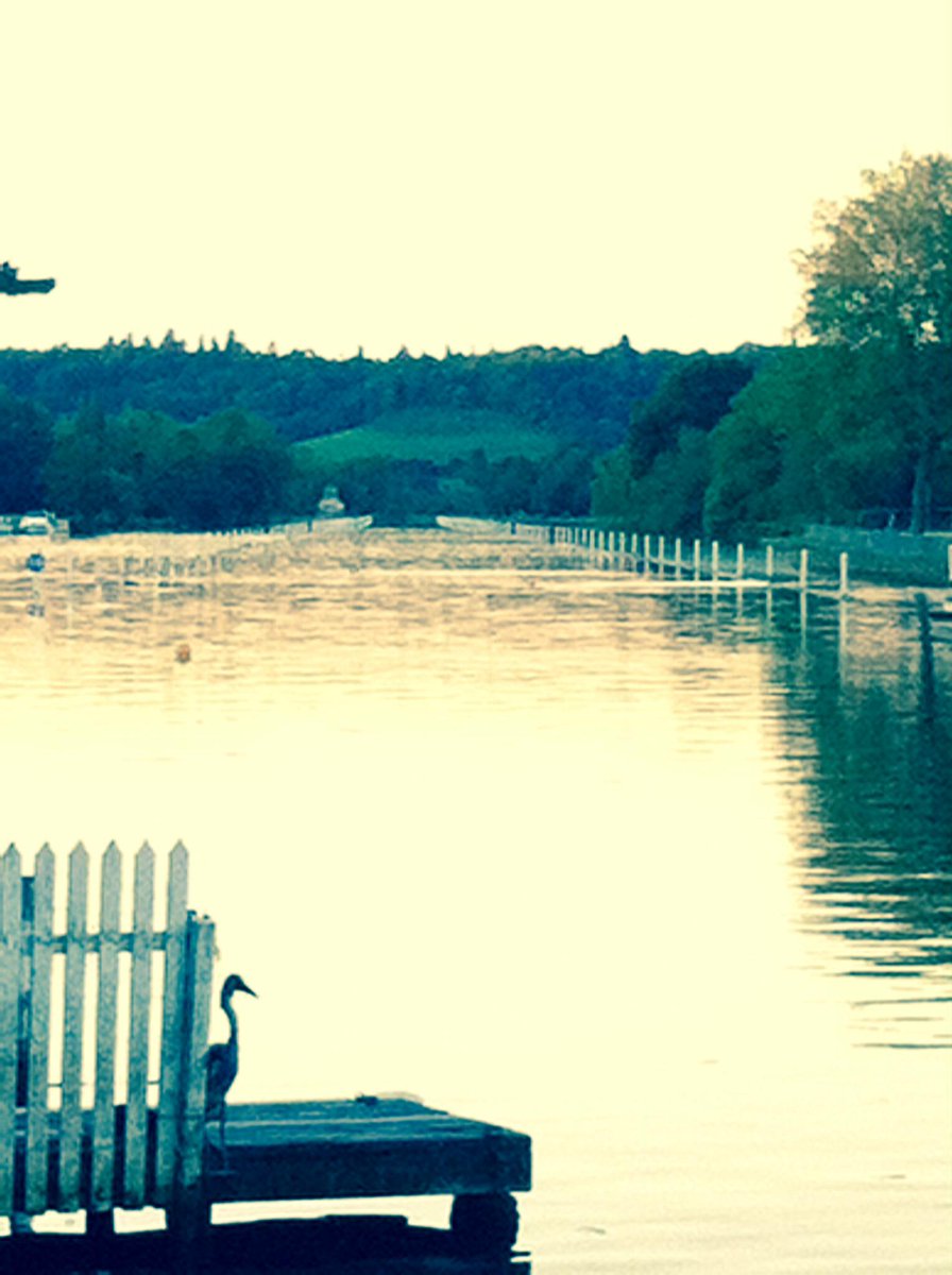 HenleyRegatta's tweet photo. The course is #ReadyForHenley - are you? http://t.co/Lw8y78SD7e