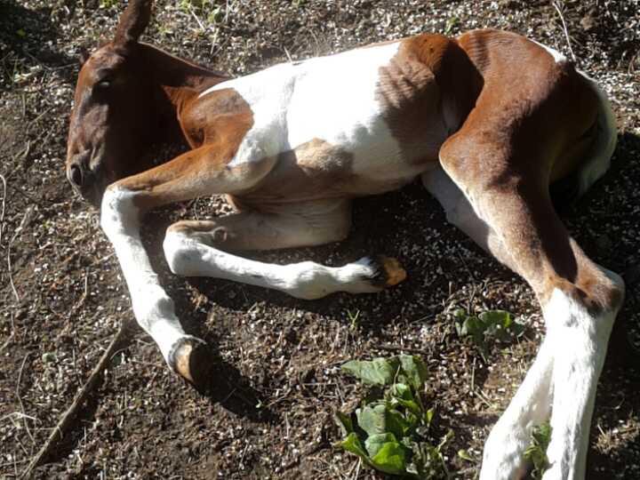 nptonhorsewatch's tweet photo. Filly foal in Northants needs foster mum URGENT. Mother died during birth this morning. Pls RT http://t.co/ki05TjVMAT