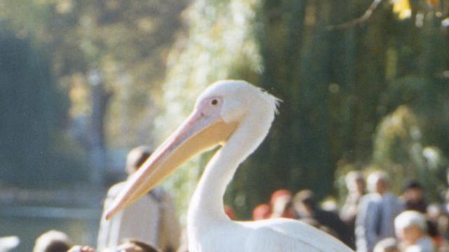 visitlondon's tweet image. 101 Things To Do Outdoors in London: Spot the pelicans in St James&apos;s Park: bit.ly/1EGYFPo