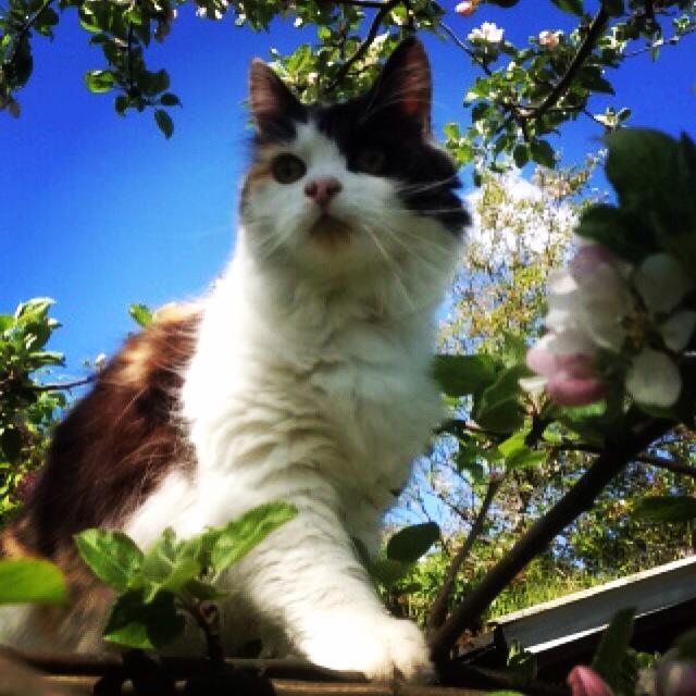 Vesla i epletreet🐱