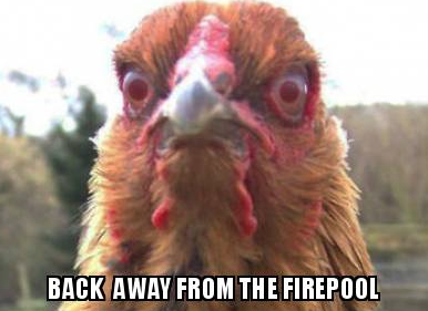 BaziltheBulldog's tweet photo. When Security Chicken sees you looking over the wall at Nkandla. #NkandlaReport #SecurityChicken http://t.co/PPaVfXo9gz