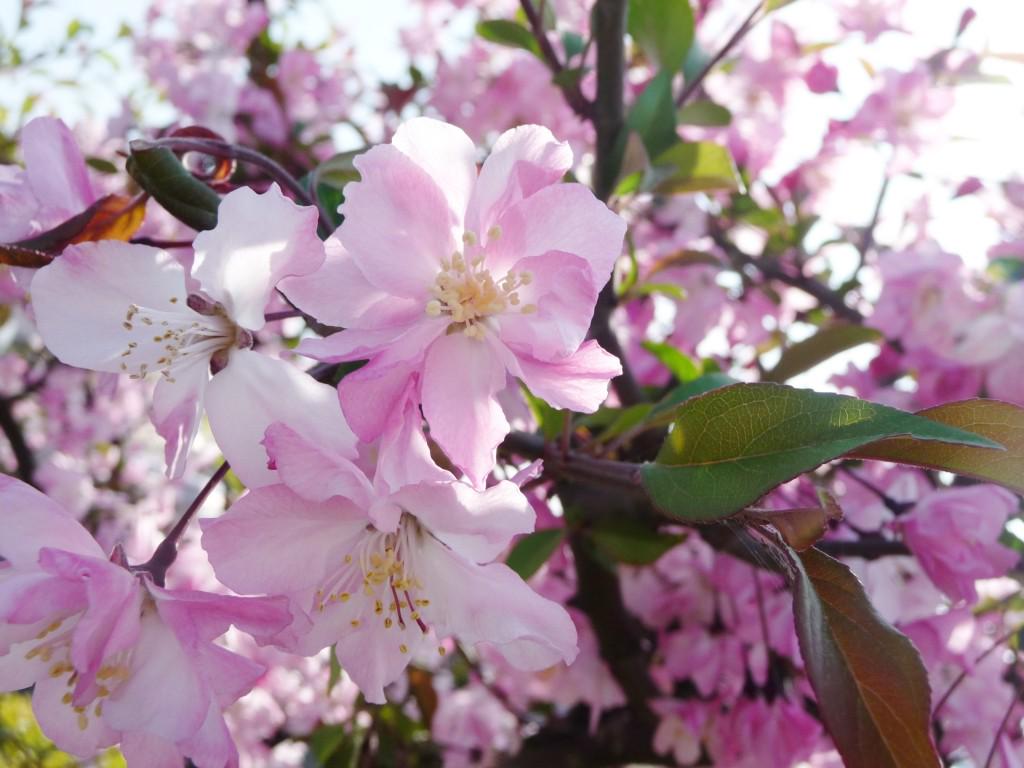 きれいでかわいい花画像集 3azxcvbnmasd F Twitter