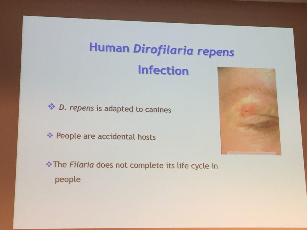 SiwHansson's tweet photo. dirofilaria infections in humans by #GadBaneth @NorVect http://t.co/2Fdt8sdIHh