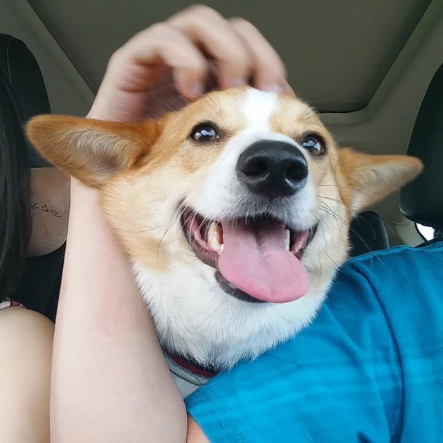 Chuibb_Corgi's tweet image. Head scratch + car ride = pawsome! 
#goingtothevet #weekend #headscratch #carride #corgicl… ift.tt/1GM0Hnl