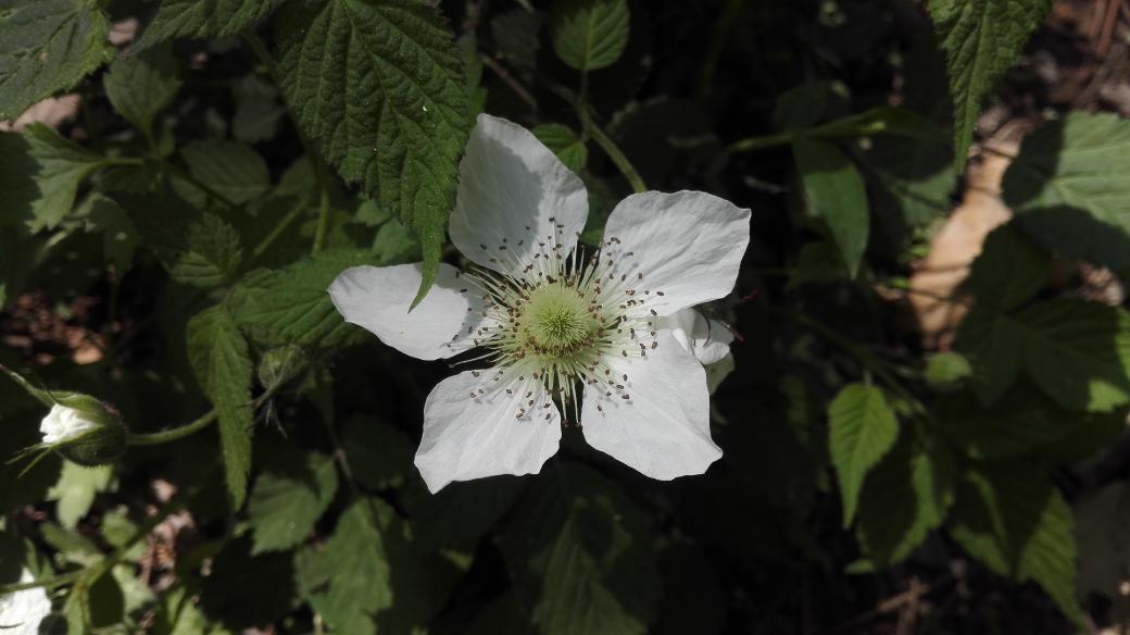 monocorn2's tweet photo. A flower.. don't know the name. http://t.co/rwYB62grsb
