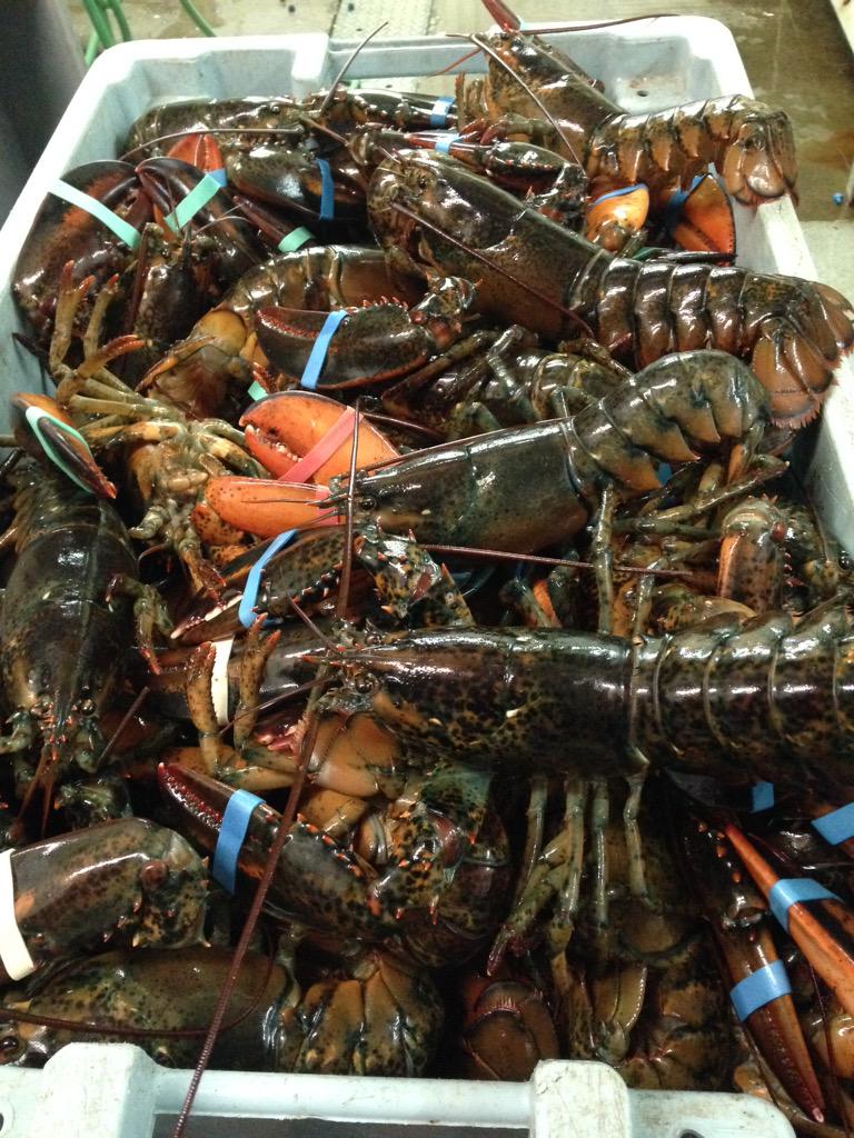We're busy cooking today. Sale continues today and tomorrow. 12 cooked canners for $50 #lobster