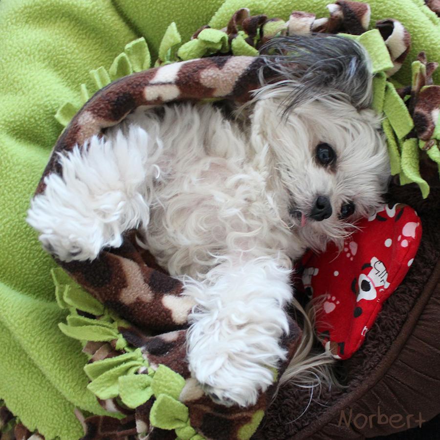 NorbertDog's tweet photo. when you become one with your bed #Norbed #dogsoftwitter http://t.co/4i6vxuVNpT