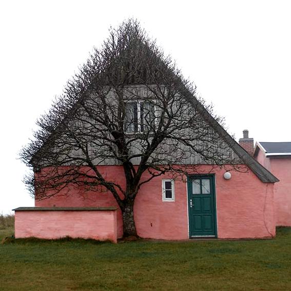 sizeofwales's tweet image. Wow, this tree has adapted to its environment &amp;amp; is sheltering behind this house! #cooltree #nature