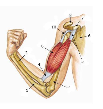 MedSymptoms's tweet image. Upper Arm Pain - medicalsymptomsguide.com/upper-arm-pain…