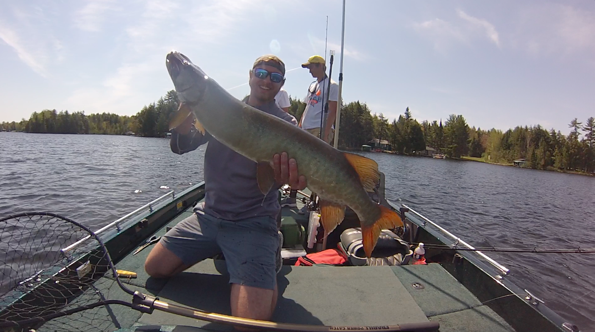 muskyinfinity's tweet photo. Look at this dandy caught in Vilas County last weekend #upnorth #MemorialDayWeekend #MuskyInfinity http://t.co/r54ZRJ7cvE