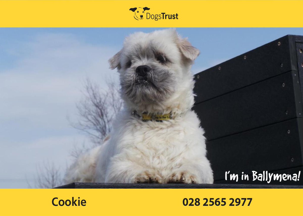 DogsTrust's tweet photo. Cookie @dt_Ballymena hasn't had the best start in life - Is wary of people he doesn't know &amp; needs patient owners! <3 http://t.co/vIbydXE0Ad