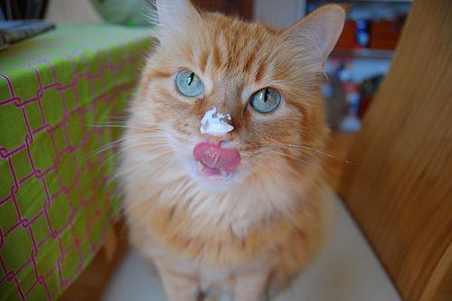 SirBritCat's tweet photo. I didn't get any clotted cream with my cream tea. I politely told the staff about this and was given whipped cream... http://t.co/AwCk6ZTPXF