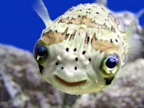 PhilippinesMIW's tweet photo. Our happy fishes are with you. @SaharaMIW http://t.co/4o7pPqev5v