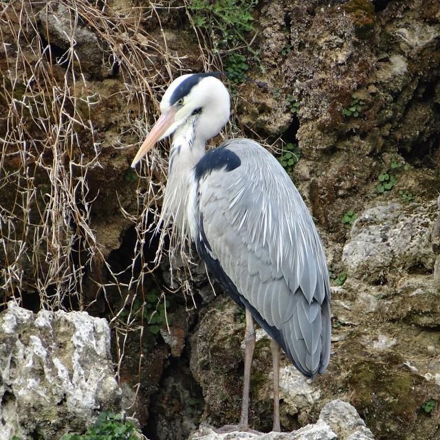 Thousand Faces of #Tuscany #Reiher #giardinidiboboli #Firenze #Toscana #heron #egret #instabird #Florenz #Toskana #…