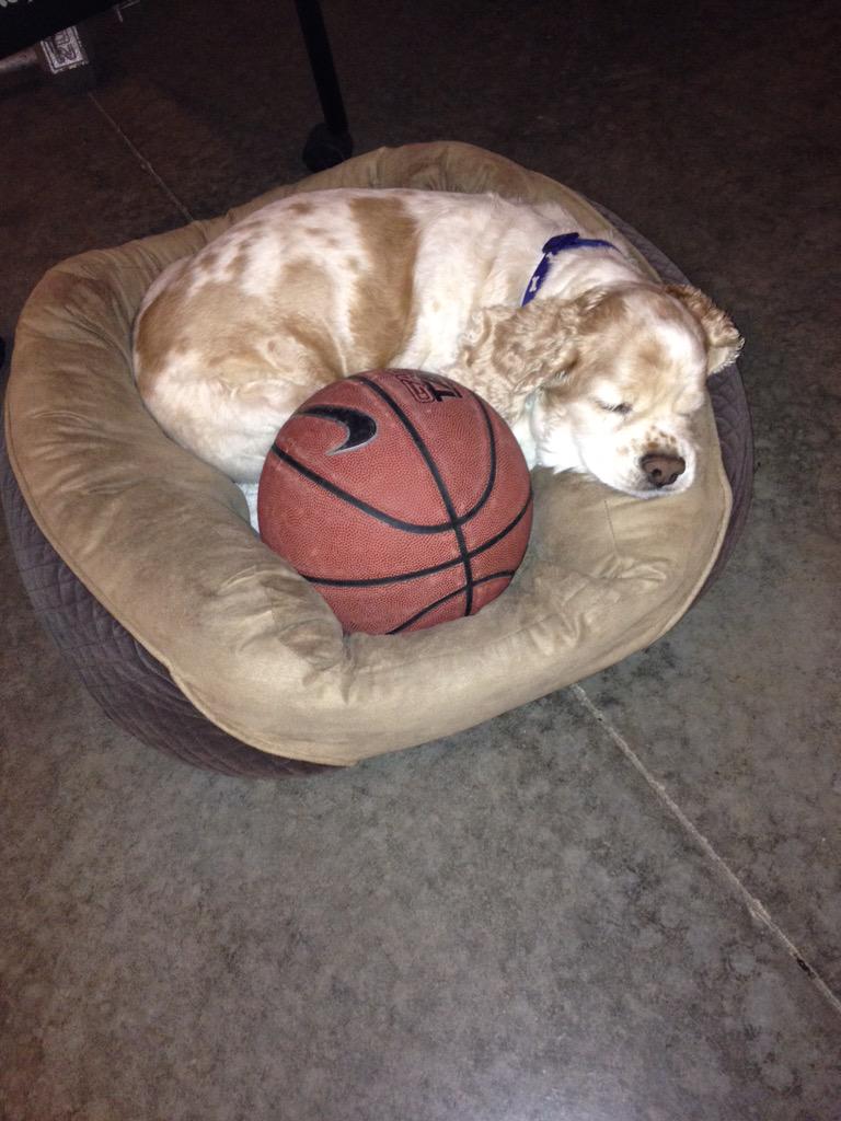 TannerCovington's tweet photo. Rest in peace little dude http://t.co/0siVfEkBEa