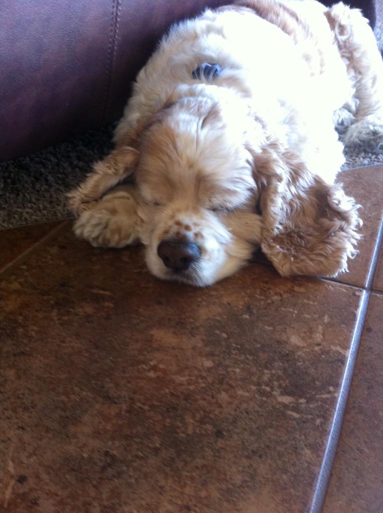 TannerCovington's tweet photo. Rest in peace little dude http://t.co/0siVfEkBEa