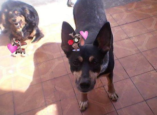 vedetongaa's tweet photo. #PerroOGato #AMBOS TODOS LOS ANIMALES DEL MUNDO! SON LO MAS PURO Q HAY.MAQUIAVELO, NEGRITA ROQUE LOS AMO CON EL ALMA♥ http://t.co/SY9HsCVLYj