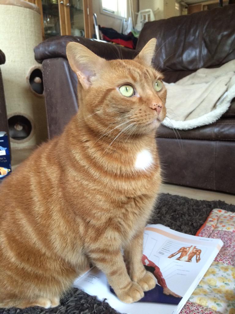 MouseFaceMeow's tweet image. I had enough now #catpilates