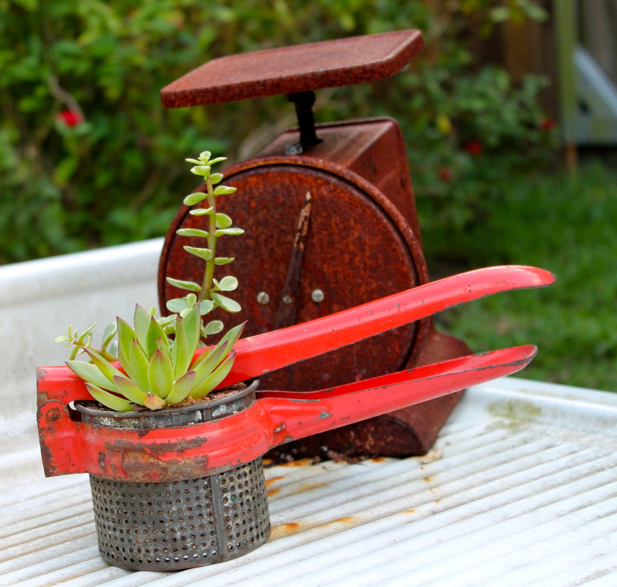DigginPenny's tweet photo. #Vintage kitchenware with drainage makes #cheap, fun #succulent containers. This potato ricer was $3! @gardenchat http://t.co/aZnBttEse9