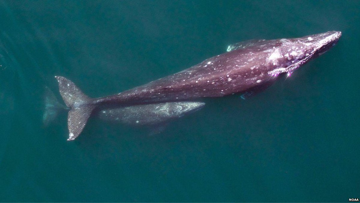 Seasaver's tweet photo. #Drones take whale science to new heights http://t.co/pbh4HkiUqH via @BBCNews @BD_Stew #whales http://t.co/Q7l63MkxvQ