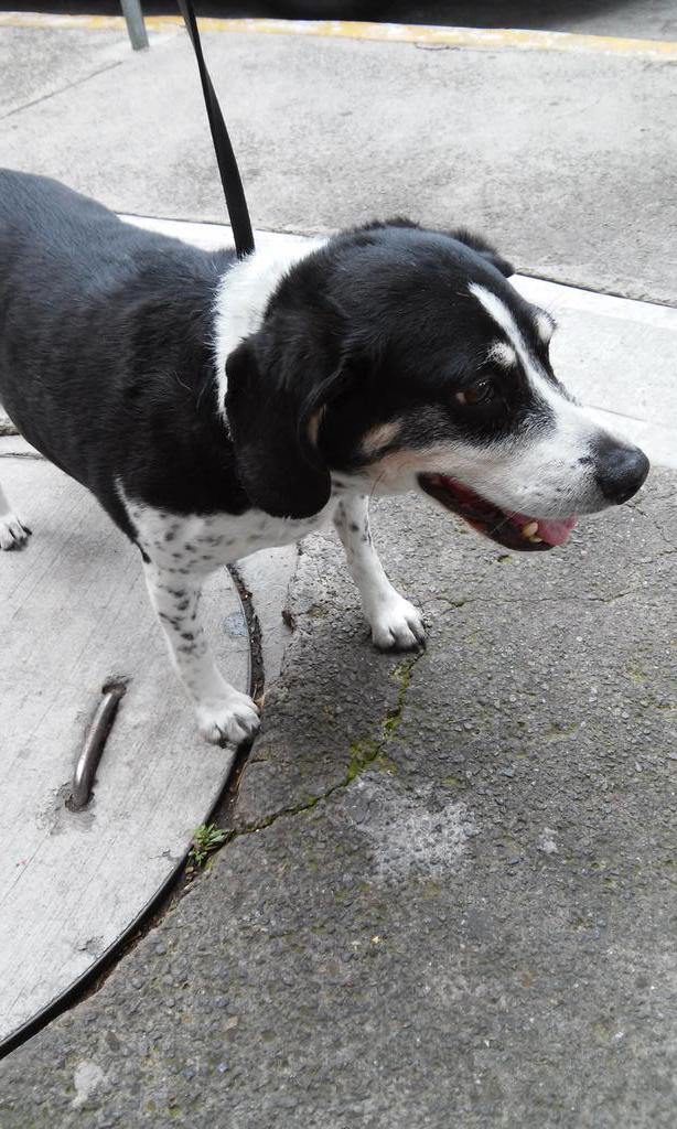 Encontrado por el estadio azul,  <a href="/LaNapolesDF/">La Nápoles</a> <a href="/PrrosPerdidosMX/">PerrosPerdidosMx</a> <a href="/enladelvallehoy/">En la Del Valle Hoy</a> info 5513681502