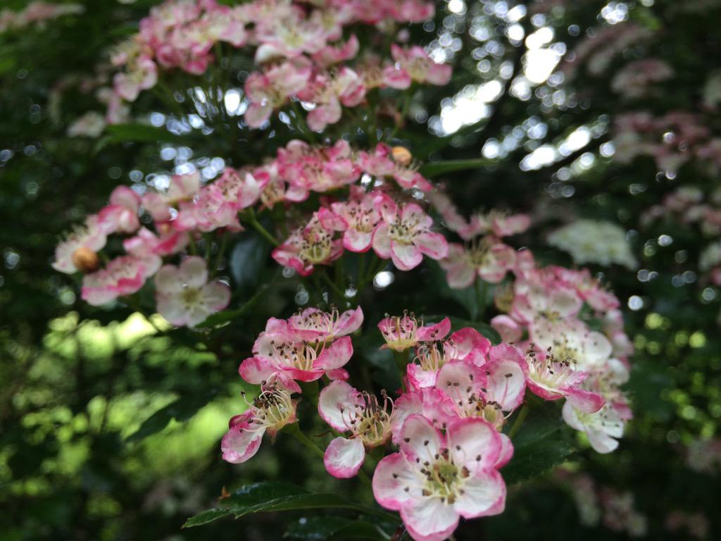 UndoneTheFilm's tweet photo. The four key colours of Undone: Green, magenta, white &amp; black. Found on a walk in Suffolk. http://t.co/qXcQhf9HY8