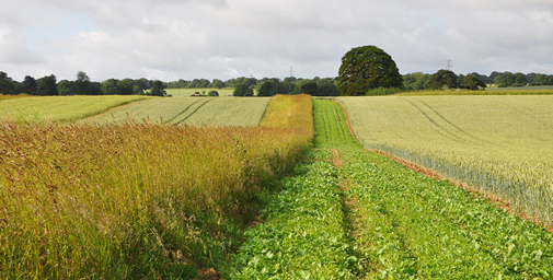 Gameandwildlife's tweet photo. New blog launched for exciting GWCT game restoration project at Rotherfield http://t.co/zklJAD8Jtl @OakbankGame http://t.co/tR5VTn5zdw