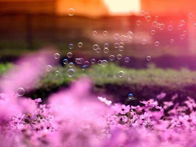 @ShkiperVlad71♥♥♥ <a href="/VALERIAZOLOTA/">VALERIA 🙏🇺🇦🙏</a> ♥♥♥Ну и привет,Влад и друзья!Теплого вечера и сладких снов)Красивый цветок!