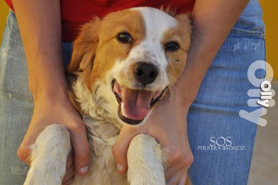 sosperrosbdjz's tweet photo. 🐶 OLLY ℹhttp://t.co/cbbK0H5MHH
🆘 Sacrificio 4 de Junio. Urge #acogida #adopción 
📧 sosperrerabadajoz@gmail.com http://t.co/38LSNAV9gV